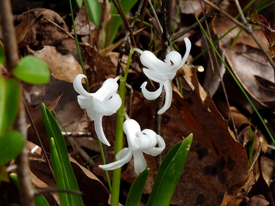 {Hyacinthus orientalis}
